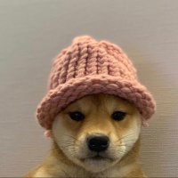 DogWifHat Meme Coin - Buy it now instantly on Genius. 
