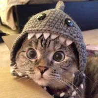 Shark Cat Meme Coin - Buy it now instantly on Genius. 