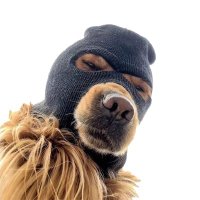 Ski Mask Dog Meme Coin - Buy it now instantly on Genius. 